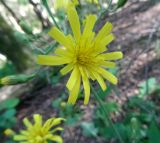 genus Hieracium. Соцветие. Московская обл., ГО Подольск, мкр-н Климовск, ельник, бровка оврага. 23.06.2022.