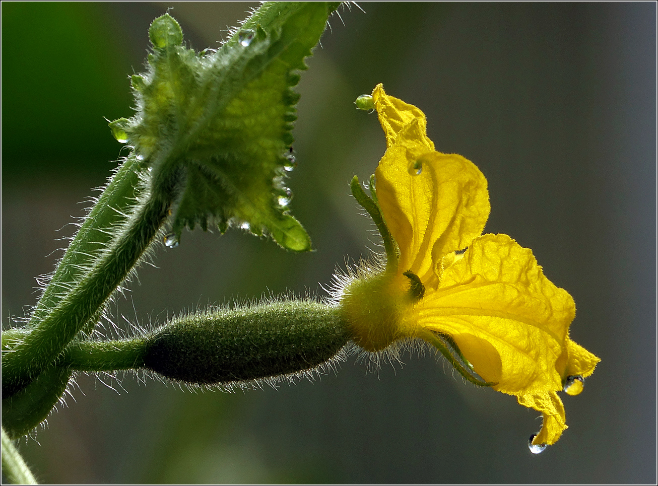 Image of Cucumis sativus specimen.