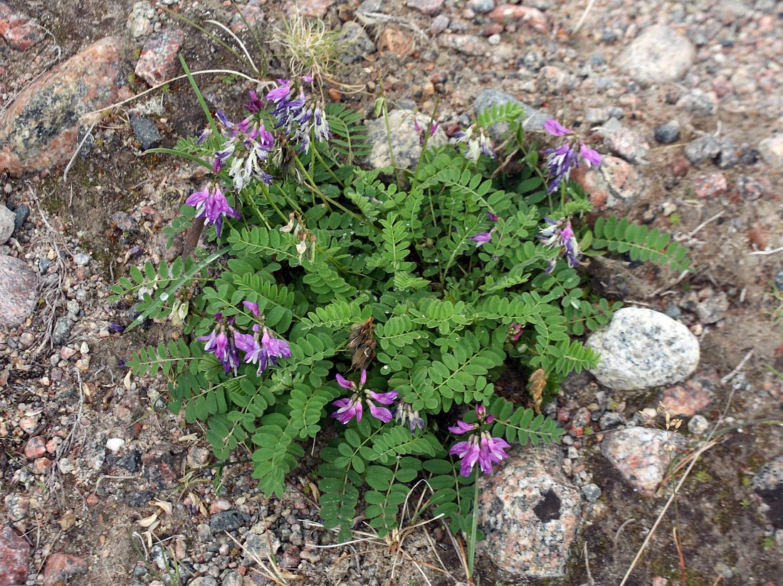 Image of Astragalus subpolaris specimen.