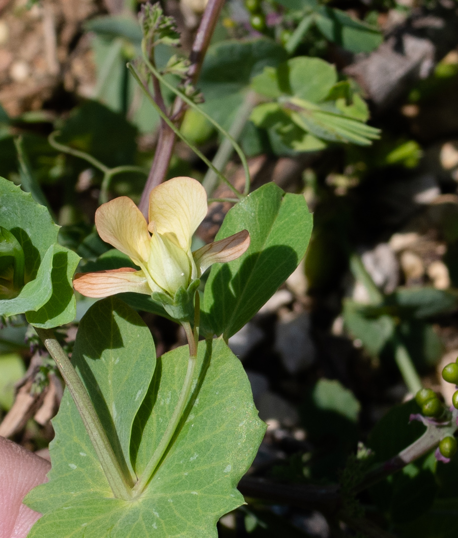 Image of Lathyrus fulvus specimen.