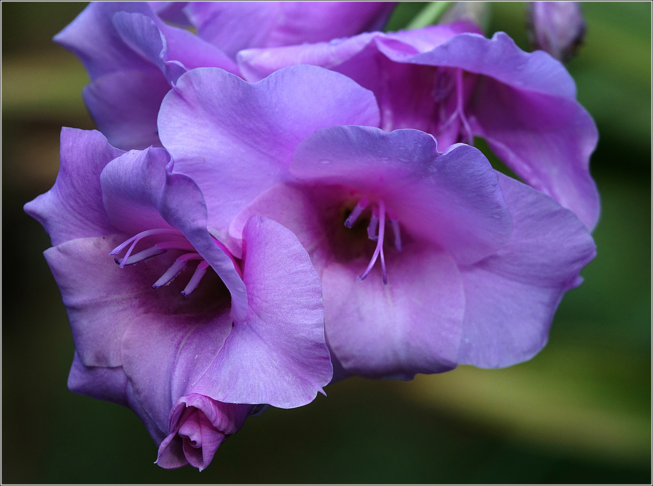 Image of Gladiolus &times; gandavensis specimen.