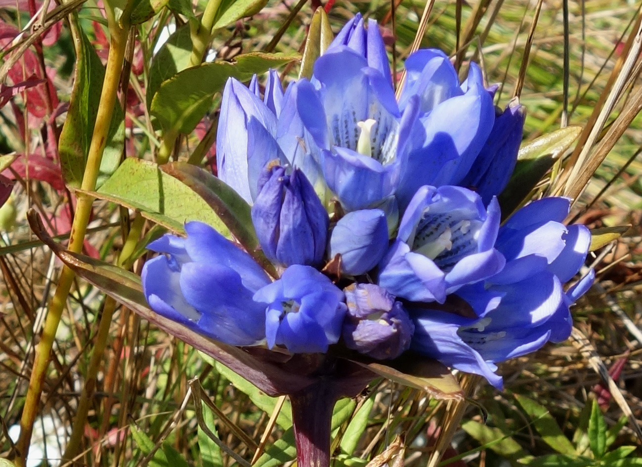 Изображение особи Gentiana scabra.