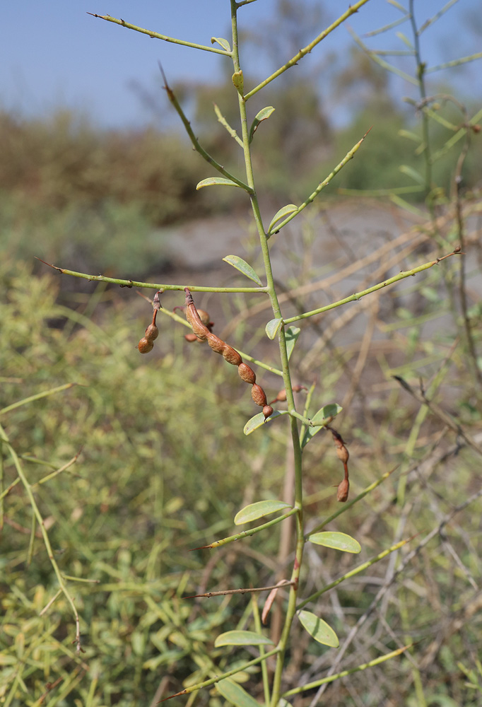 Image of Alhagi canescens specimen.