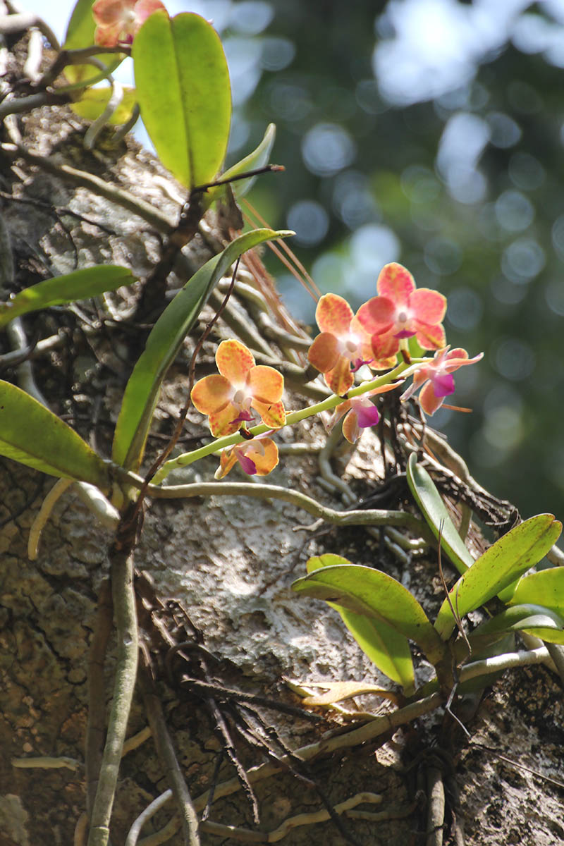 Image of genus Phalaenopsis specimen.