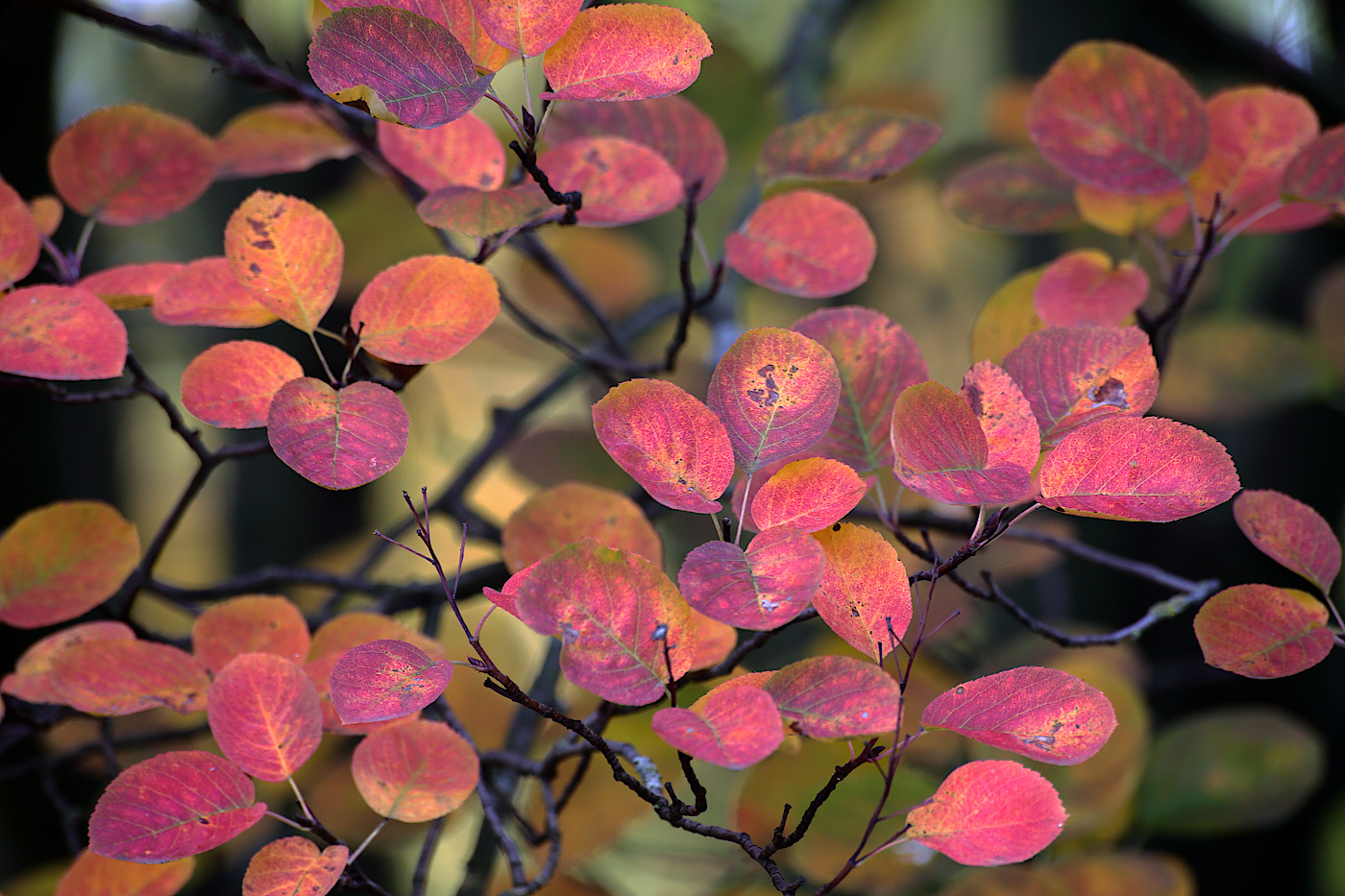 Image of genus Amelanchier specimen.