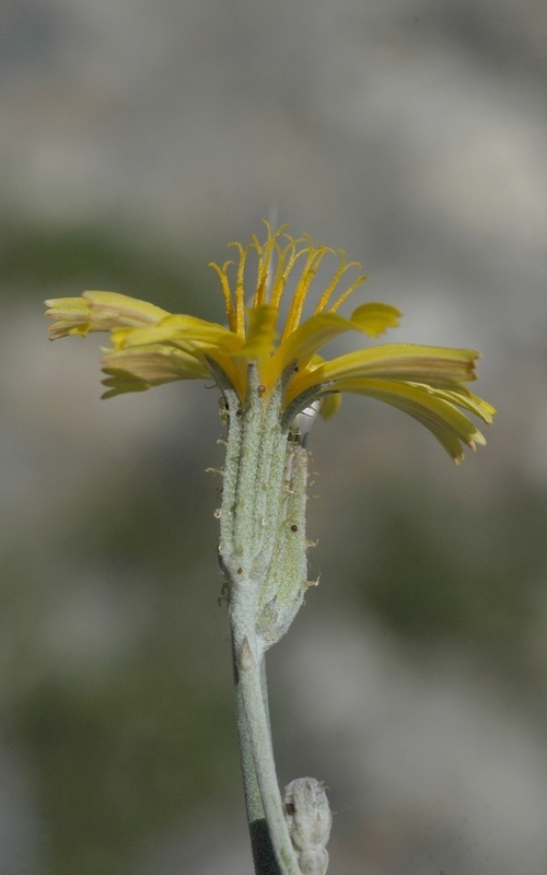 Image of Chondrilla piptocoma specimen.