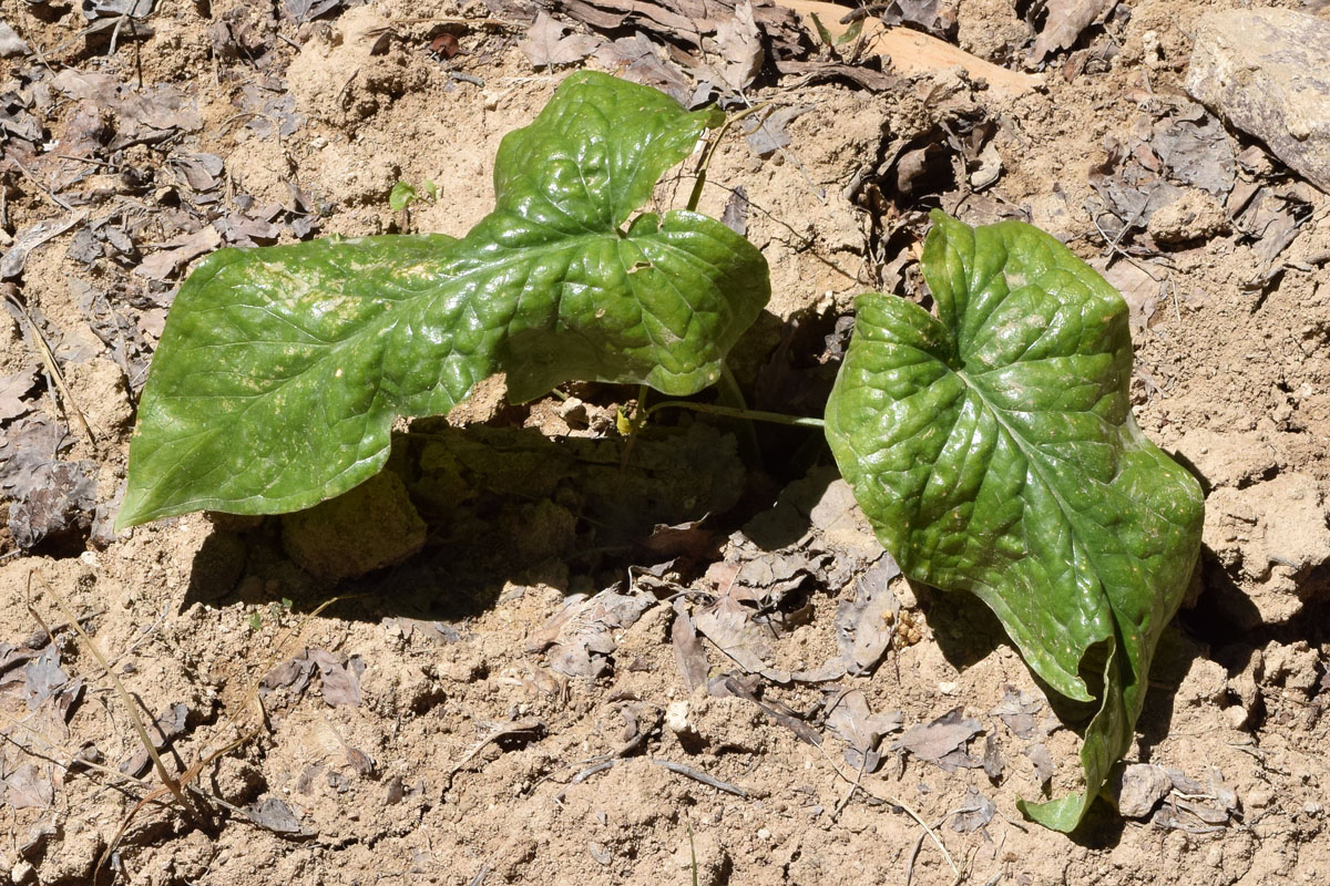 Image of Arum korolkowii specimen.