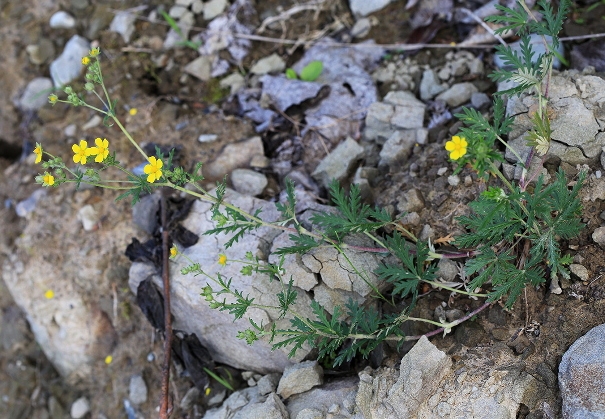 Image of Potentilla argentea specimen.