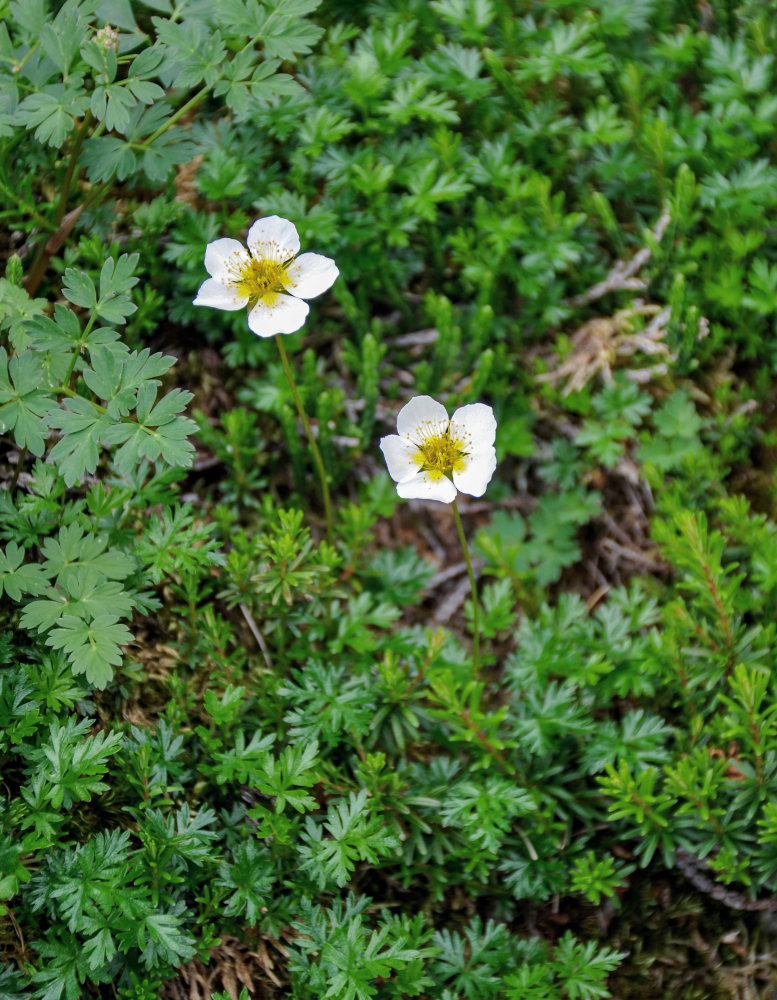 Image of Sieversia pusilla specimen.