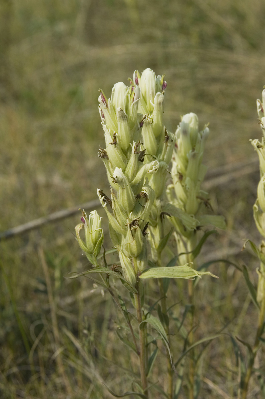 Image of Castilleja pallida specimen.