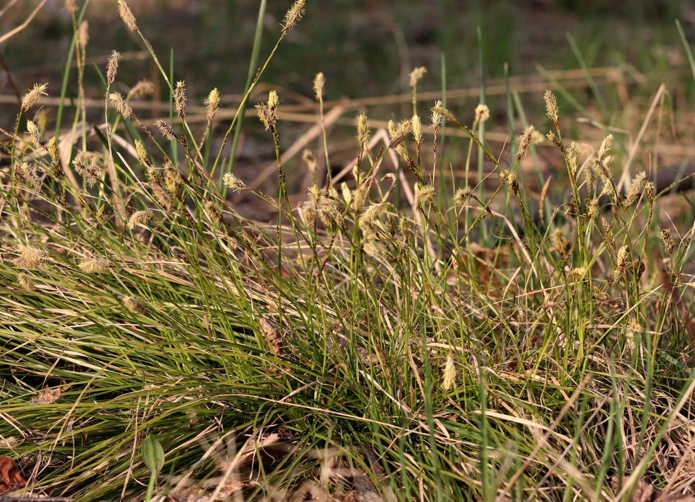 Image of Carex macroura specimen.