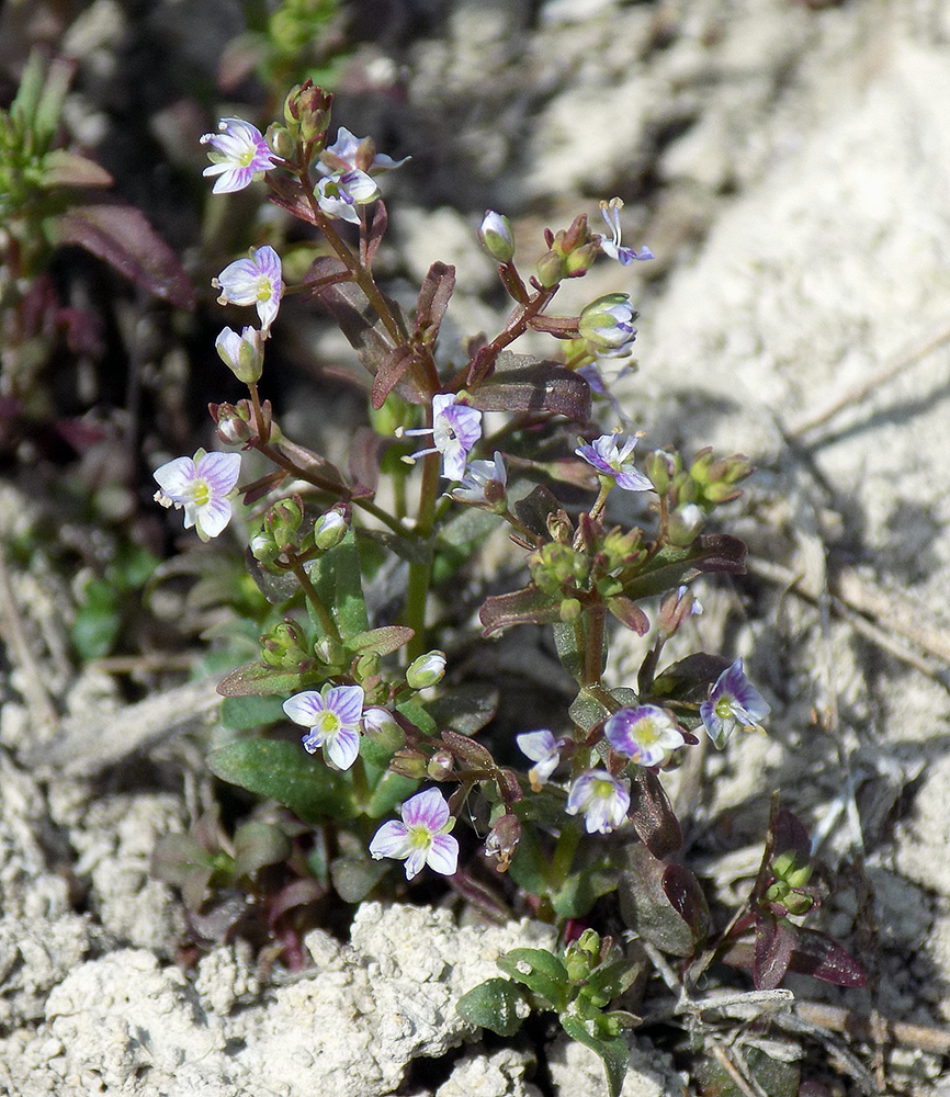 Изображение особи Veronica anagallis-aquatica.