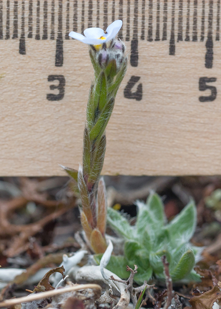 Image of Eritrichium caucasicum specimen.