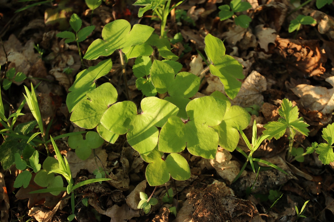 Изображение особи Hepatica nobilis.