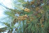 Casuarina equisetifolia. Ветвь дерева с соплодиями. Греция, Афины, в культуре. 11.06.2009.