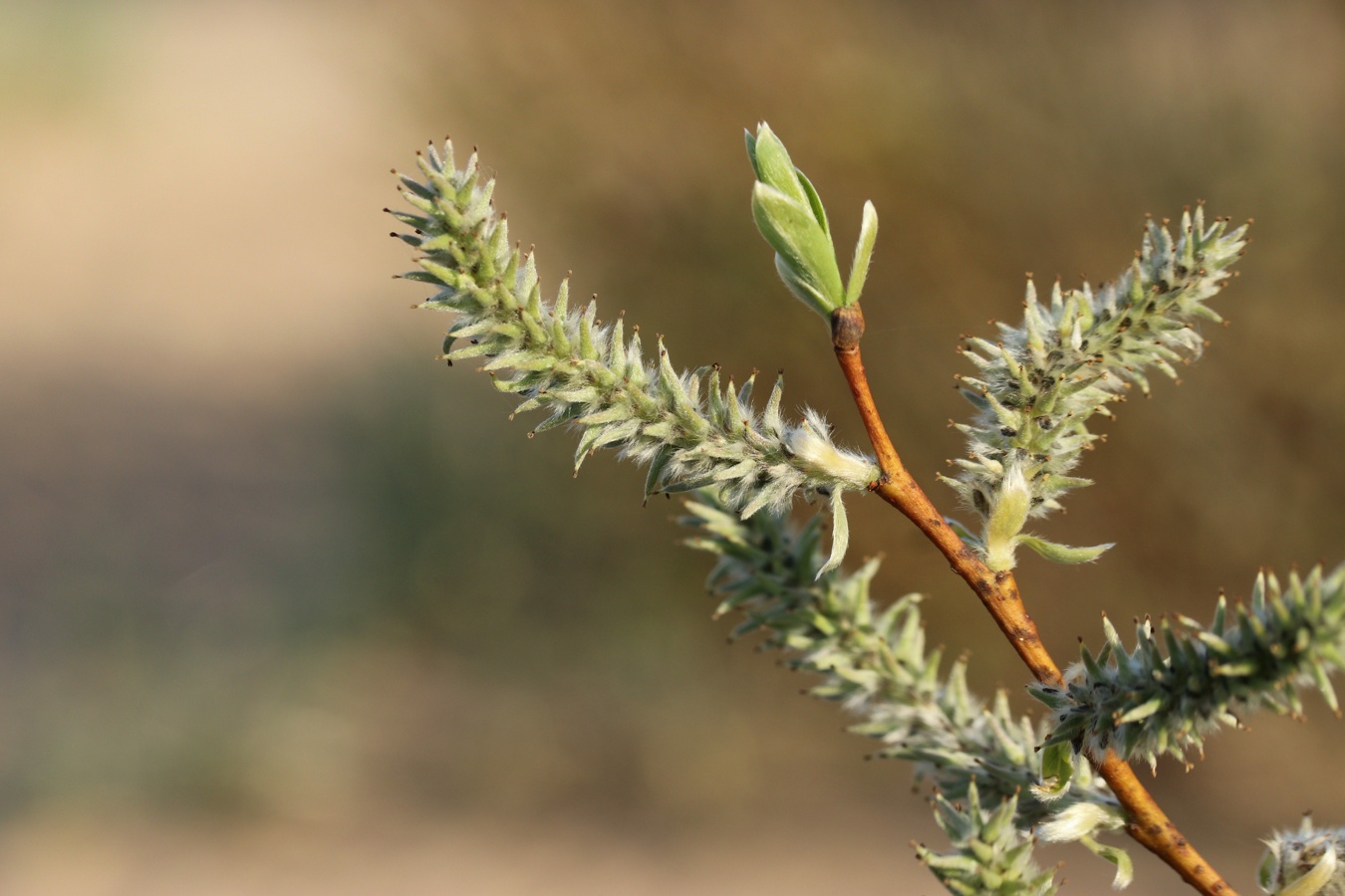 Image of Salix phylicifolia specimen.