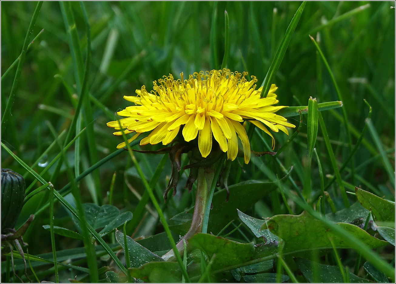 Изображение особи Taraxacum officinale.