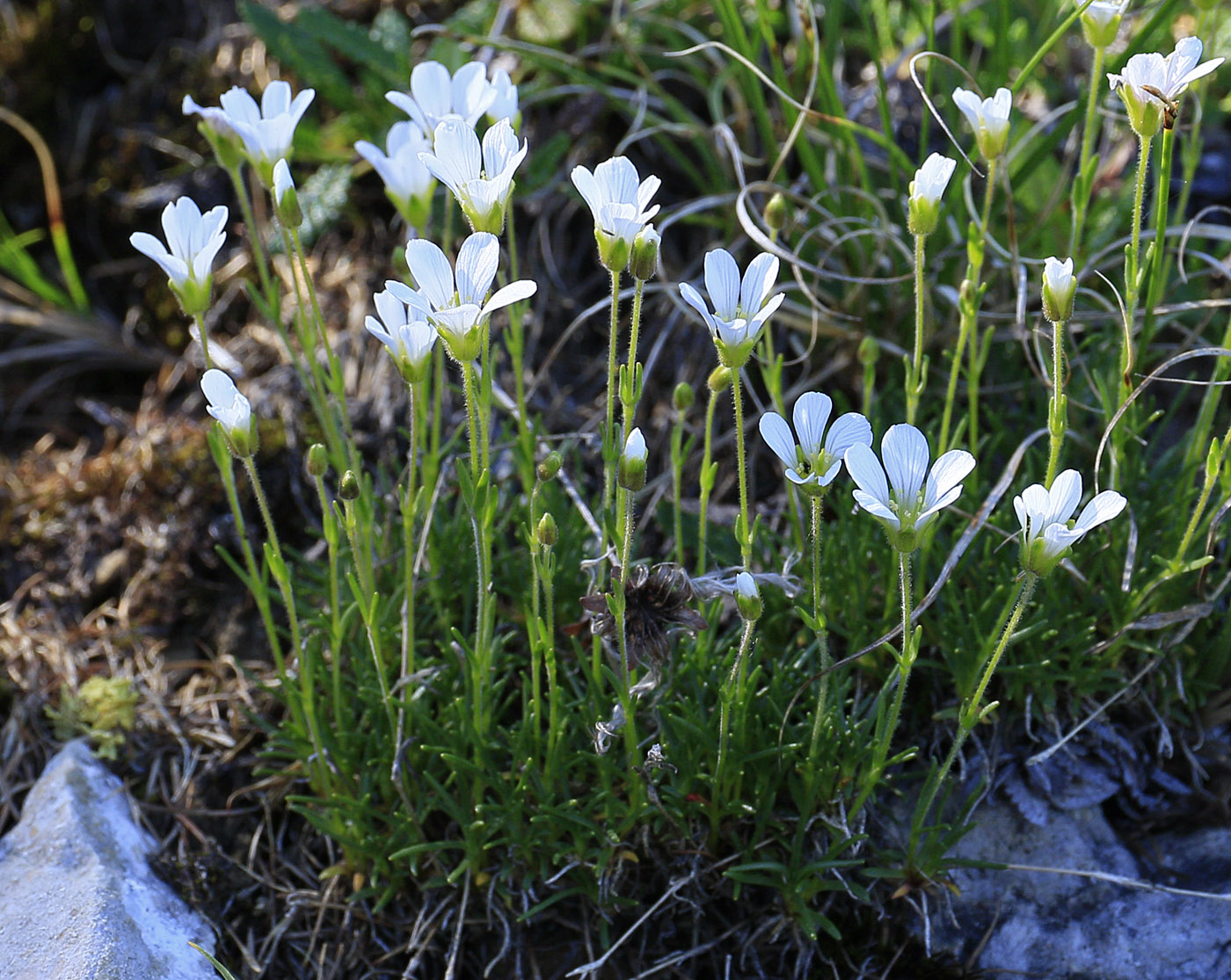 Image of genus Minuartia specimen.