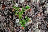 Vaccinium vitis-idaea. Плодоносящие растения с незрелыми плодами. Красноярский край, Таймырский Долгано-Ненецкий р-н, плато Путорана, долина р. Иркингда, лишайниковая тундра. 24.07.2023.