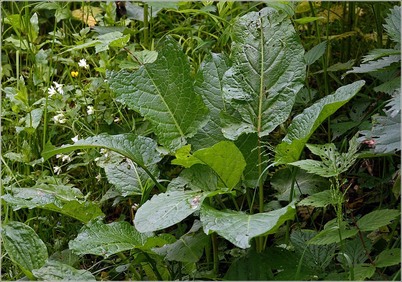 Image of Rumex obtusifolius specimen.