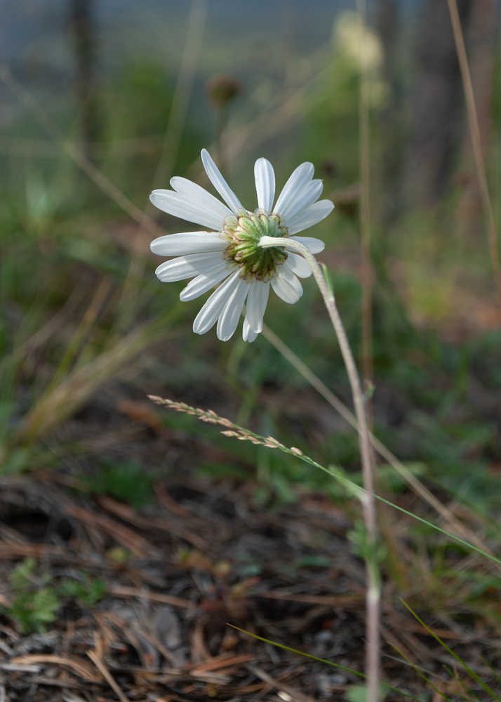 Image of Chrysanthemum zawadskii specimen.