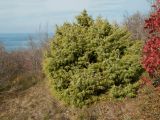 Juniperus deltoides