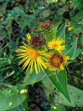 Inula helenium