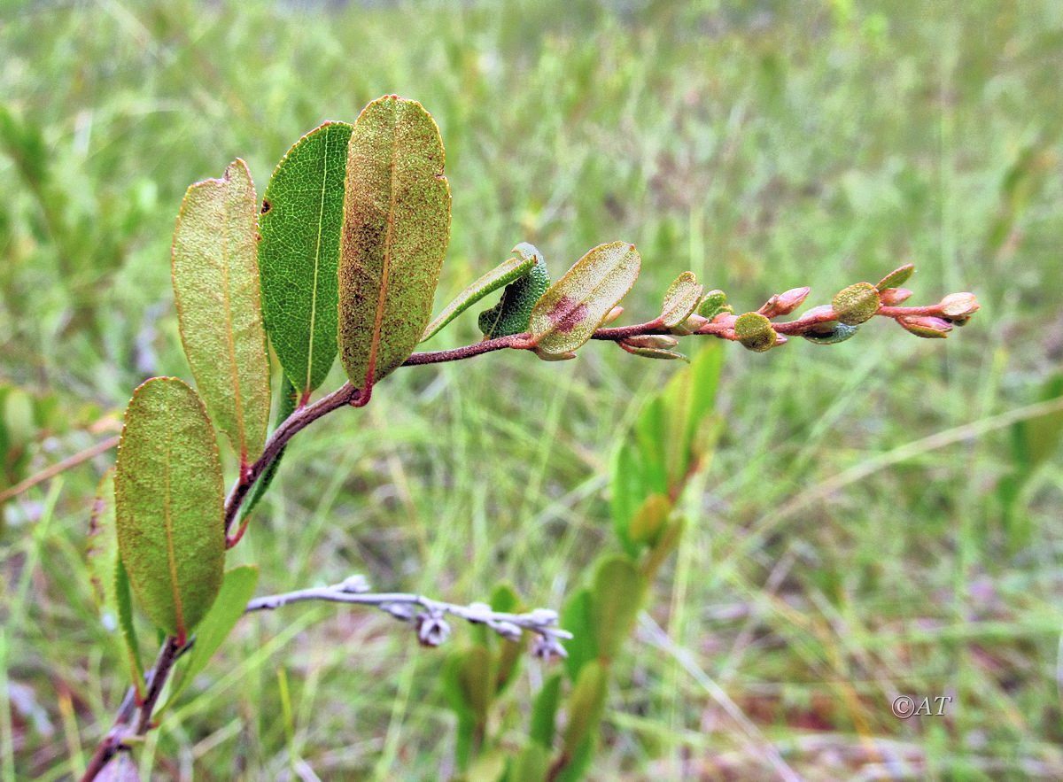 Изображение особи Chamaedaphne calyculata.