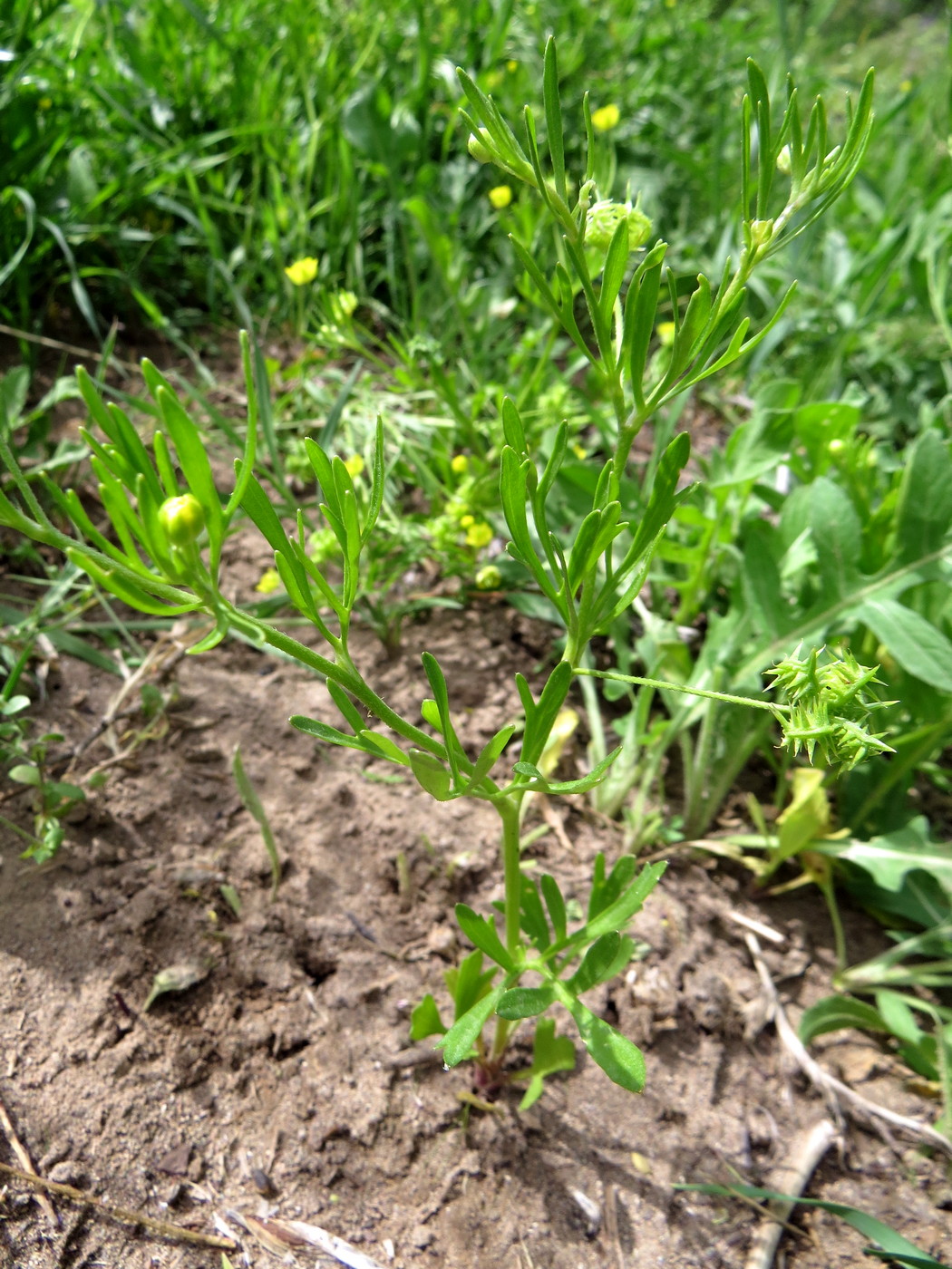 Изображение особи Ranunculus arvensis.