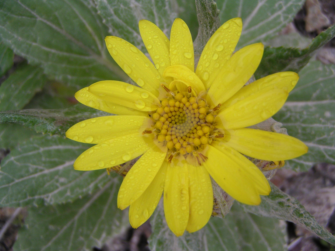 Image of Senecio pseudoarnica specimen.