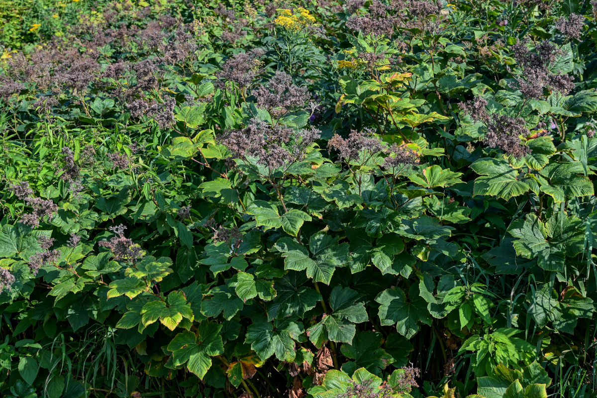 Изображение особи Filipendula camtschatica.