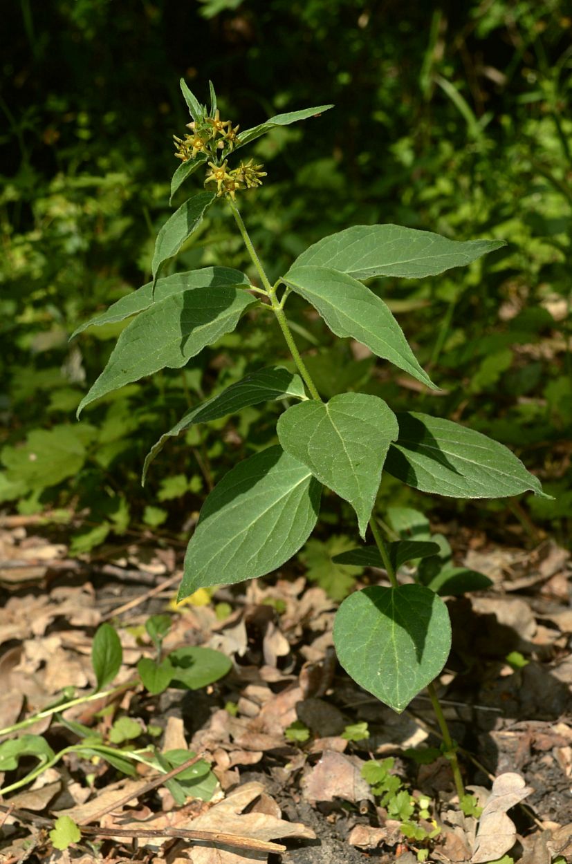 Image of Vincetoxicum fuscatum specimen.