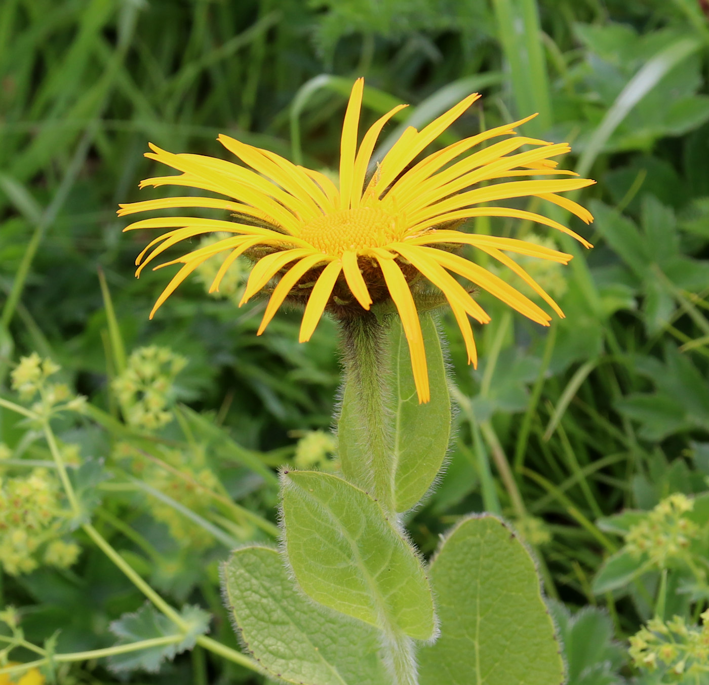 Изображение особи Inula orientalis.