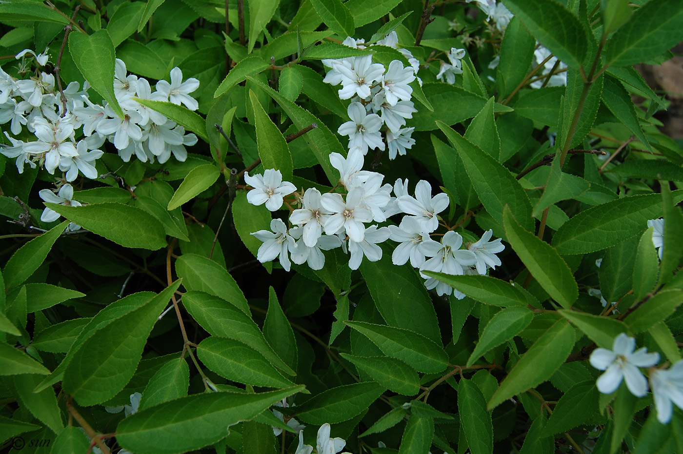 Image of Deutzia parviflora specimen.