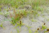 Carex kobomugi