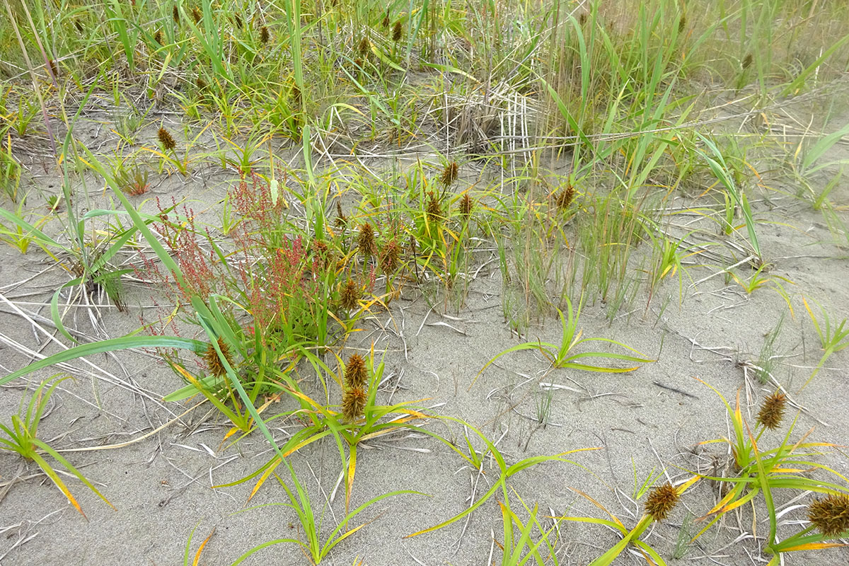 Изображение особи Carex kobomugi.