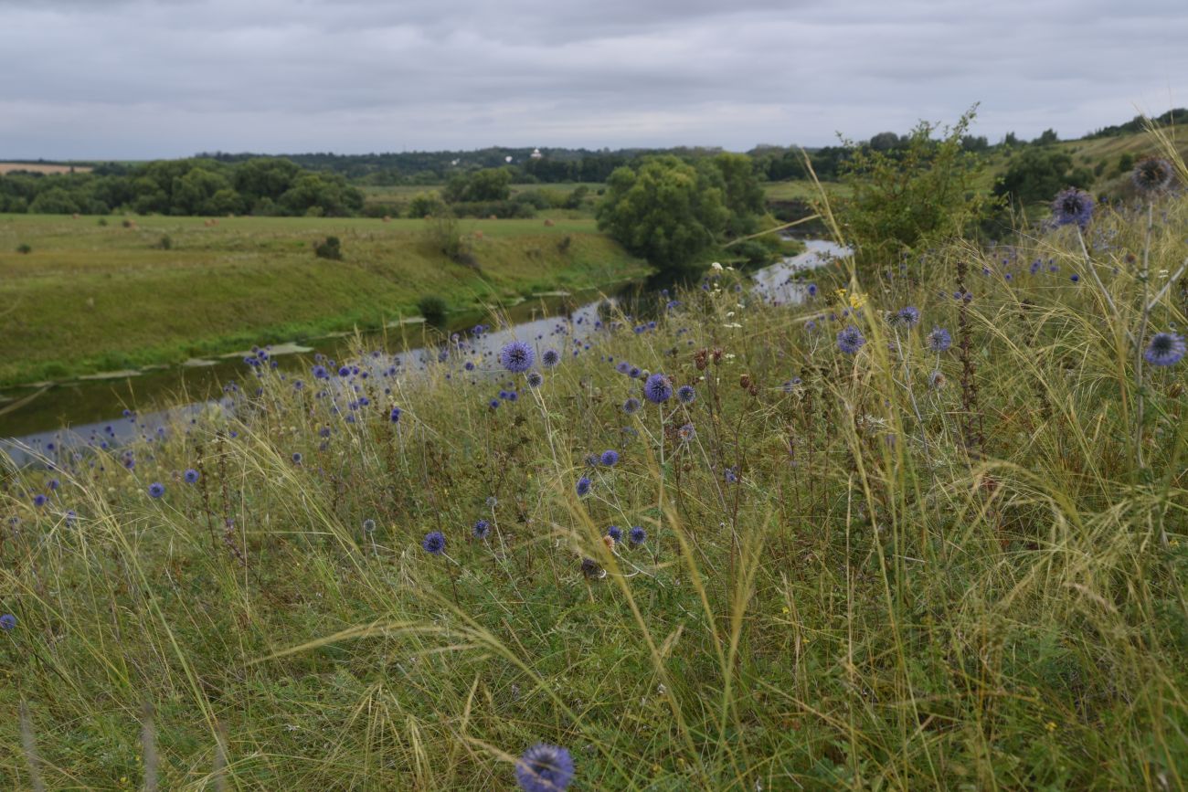 Image of Echinops ritro specimen.