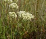 Allium flavescens. Верхушка цветущего растения. Рязанская обл., Милославский р-н, окр. дер. Гаи, на границе Тульской обл., балка Крутой Овраг, луг. 30 июля 2024 г.