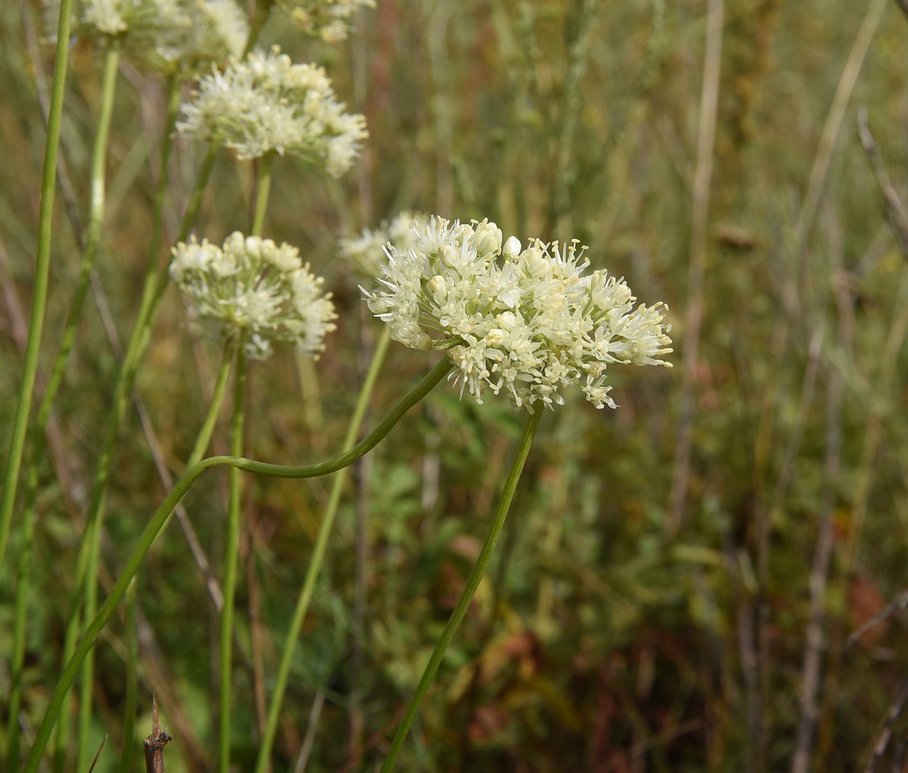 Image of Allium flavescens specimen.