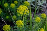 Euphorbia cyparissias. Верхушки побегов с соцветиями. Брянская обл., г. Брянск, в культуре. 02.05.2024.