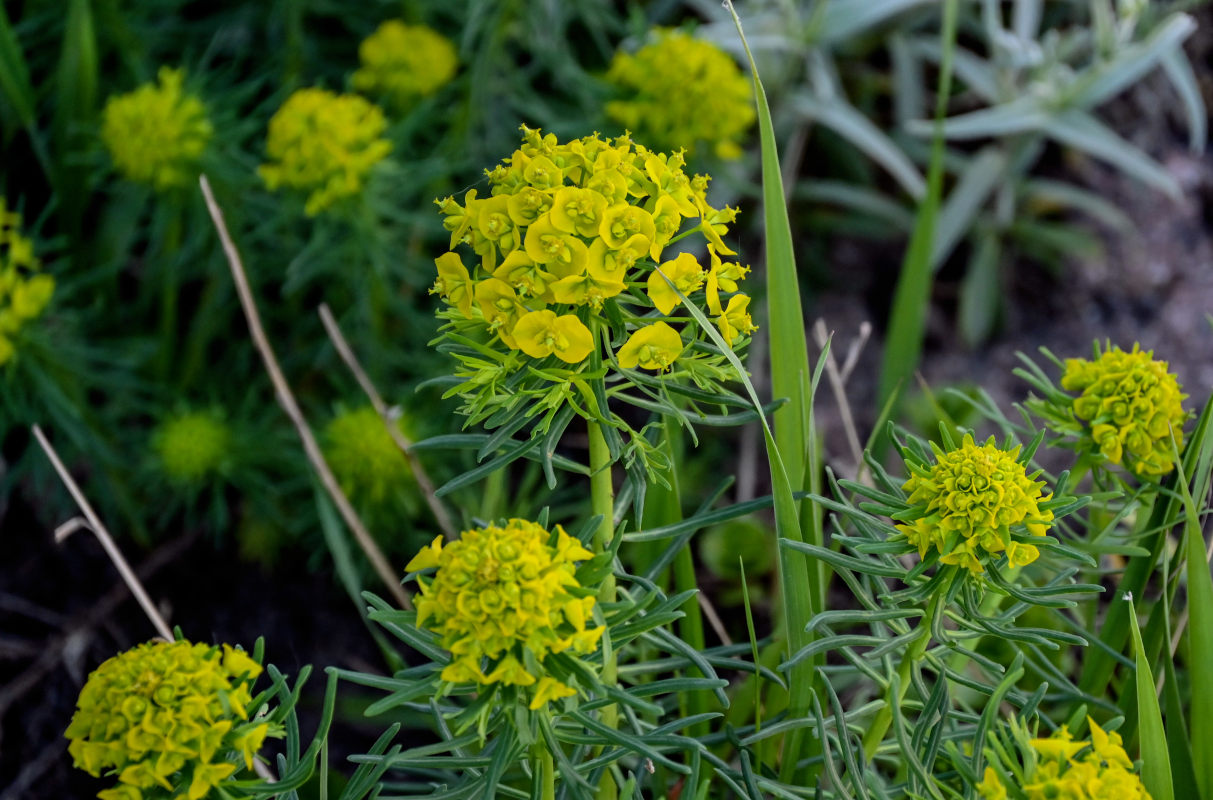 Изображение особи Euphorbia cyparissias.