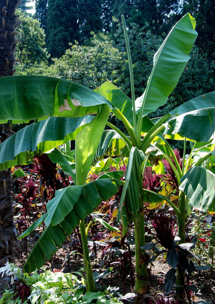 Image of Musa basjoo specimen.