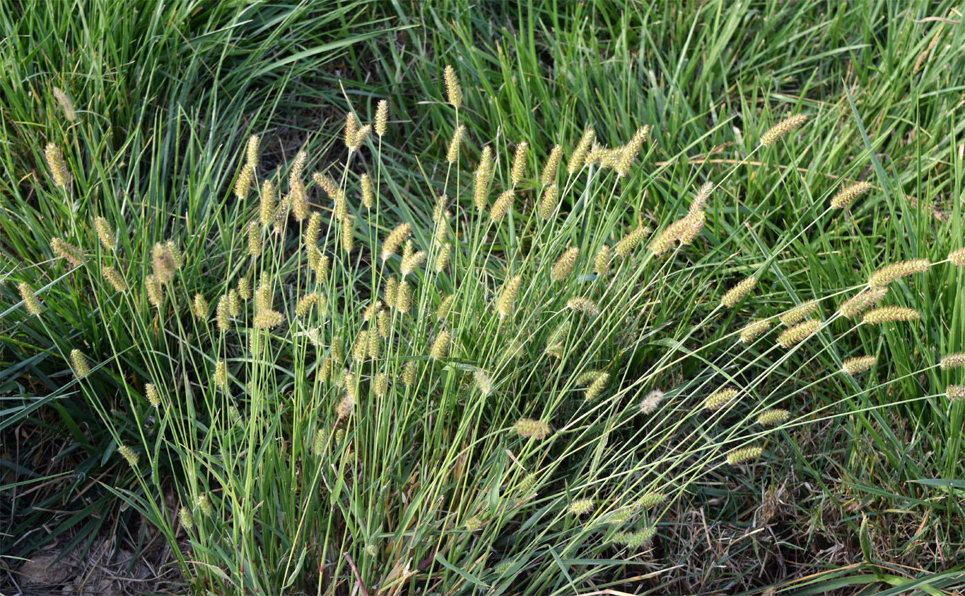 Image of Setaria viridis specimen.