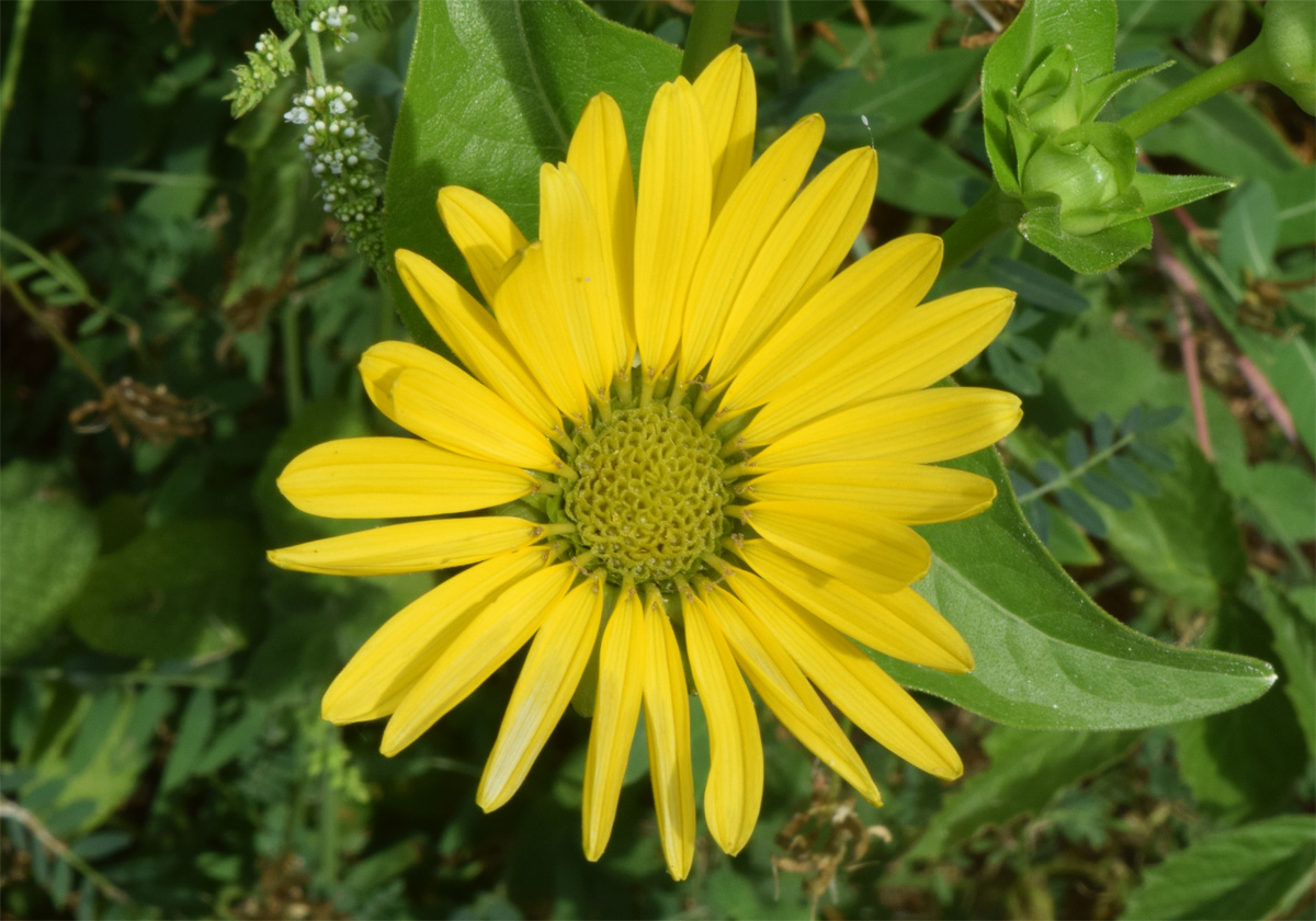 Изображение особи Silphium perfoliatum.