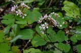 Cheniella tenuiflora. Верхушка побега с соцветиями. Китай, провинция Хунань, гора Тяньмэнь, широколиственный лес, у подножия скалы. 09.06.2024.