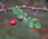 Rosa canina