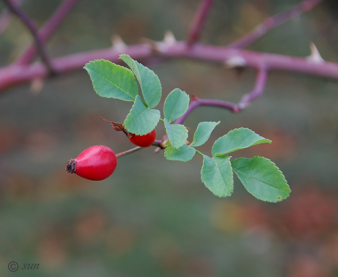 Image of Rosa canina specimen.