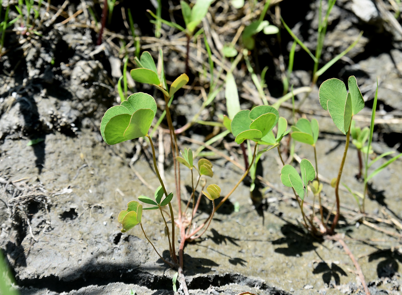 Изображение особи Marsilea aegyptiaca.