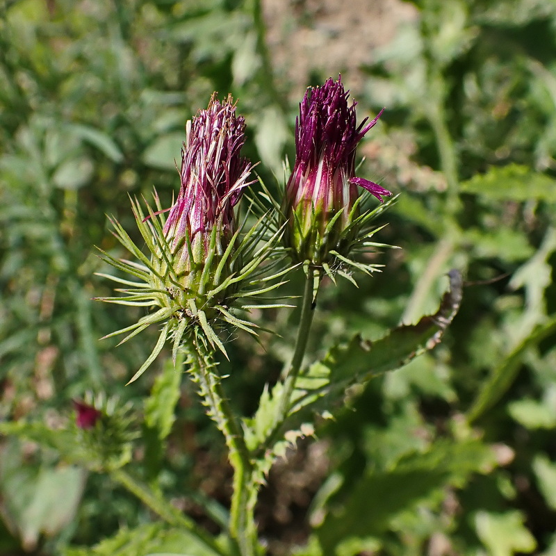 Изображение особи Carduus crispus.