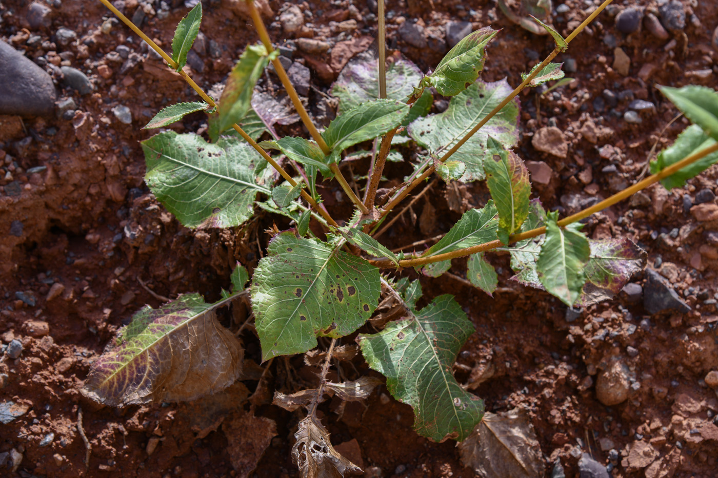 Изображение особи Cousinia divaricata.